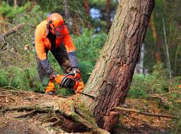 How Our Tree Care Process Works  in  Morrow, GA