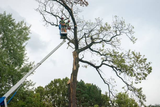 Reliable Morrow, GA Tree Removal Solutions